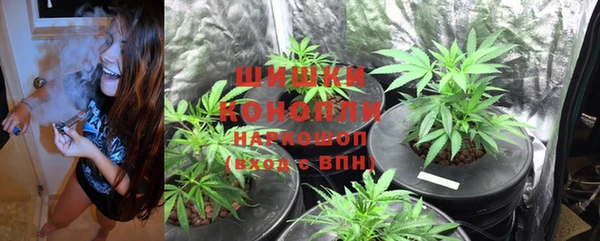 шишки Пересвет